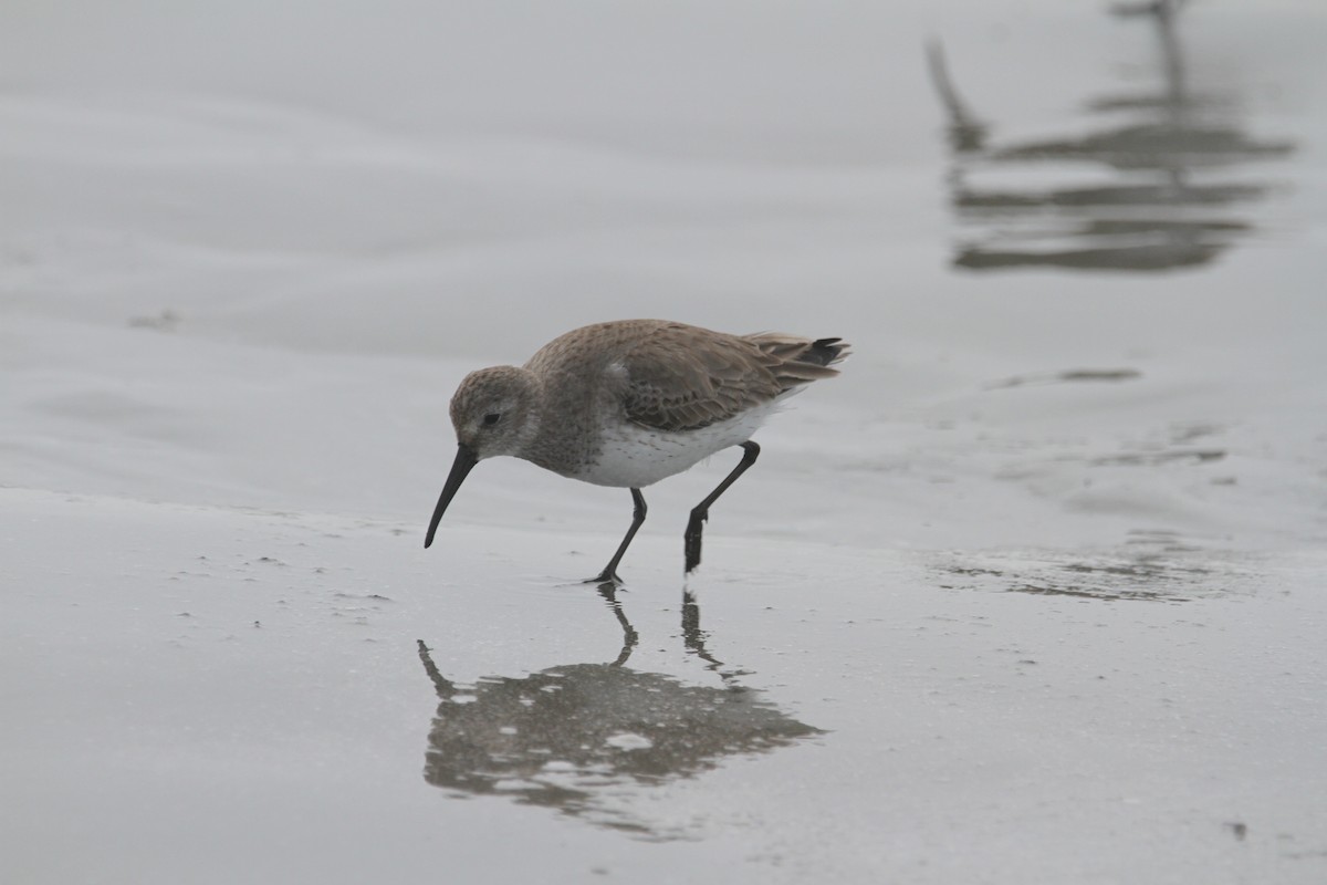 Kara Karınlı Kumkuşu - ML652603727