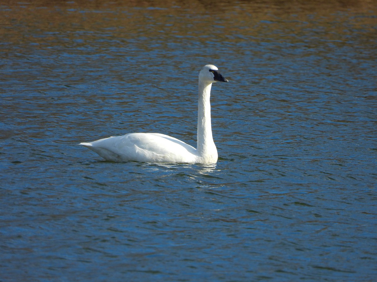 Tundra Swan - ML652603734