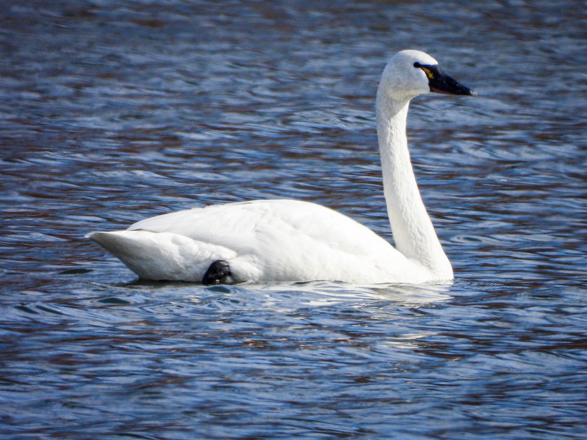 Tundra Swan - ML652603735