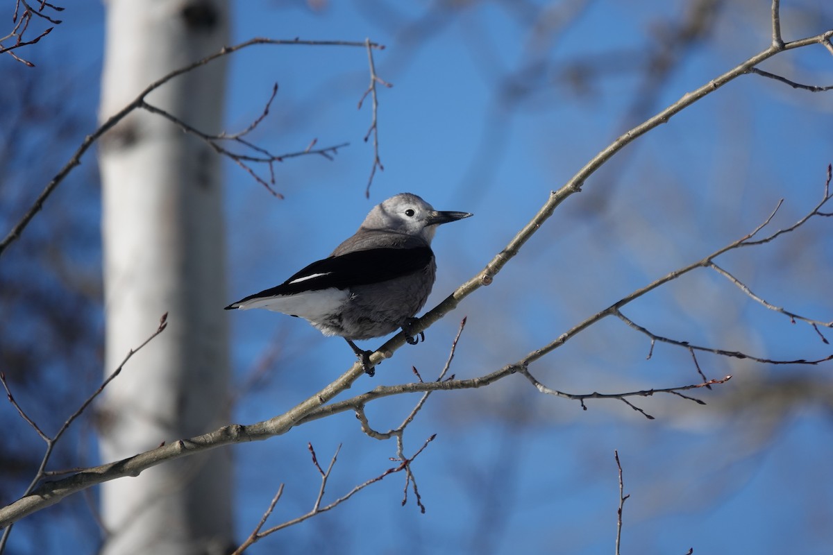 Американская кедровка - ML652603834