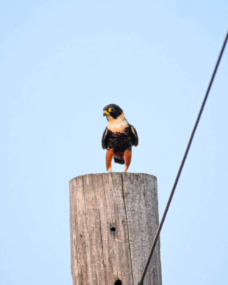 コウモリハヤブサ - ML652603835