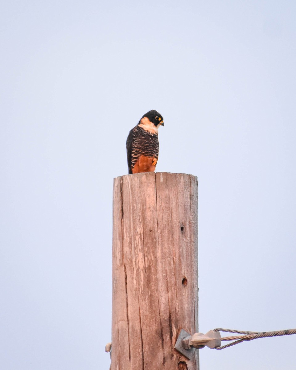 コウモリハヤブサ - ML652603841