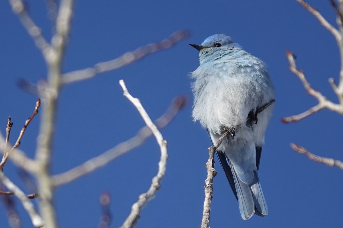 Голубая сиалия - ML652603844