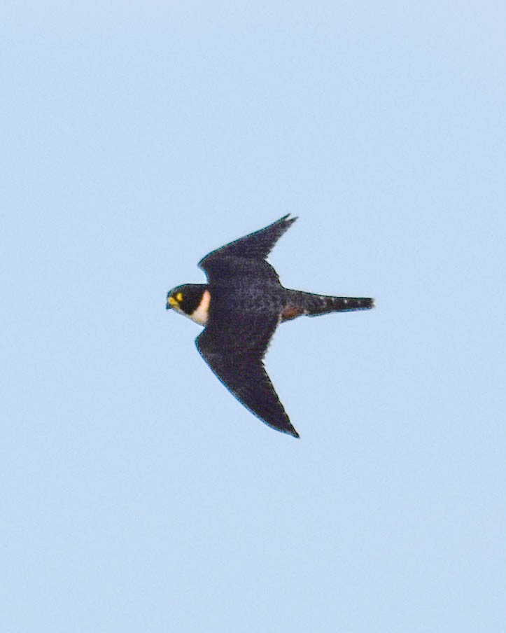 コウモリハヤブサ - ML652603846