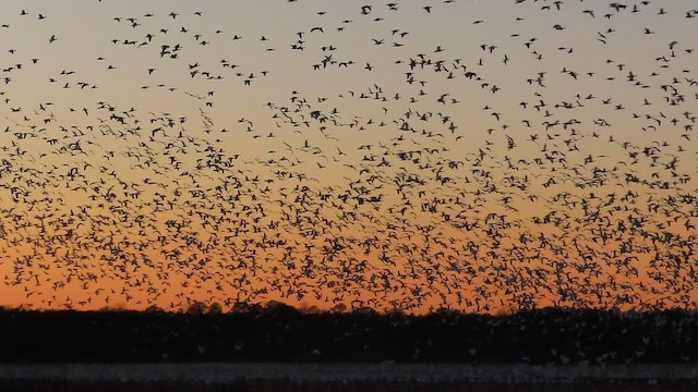 Цасны галуу - ML652603849