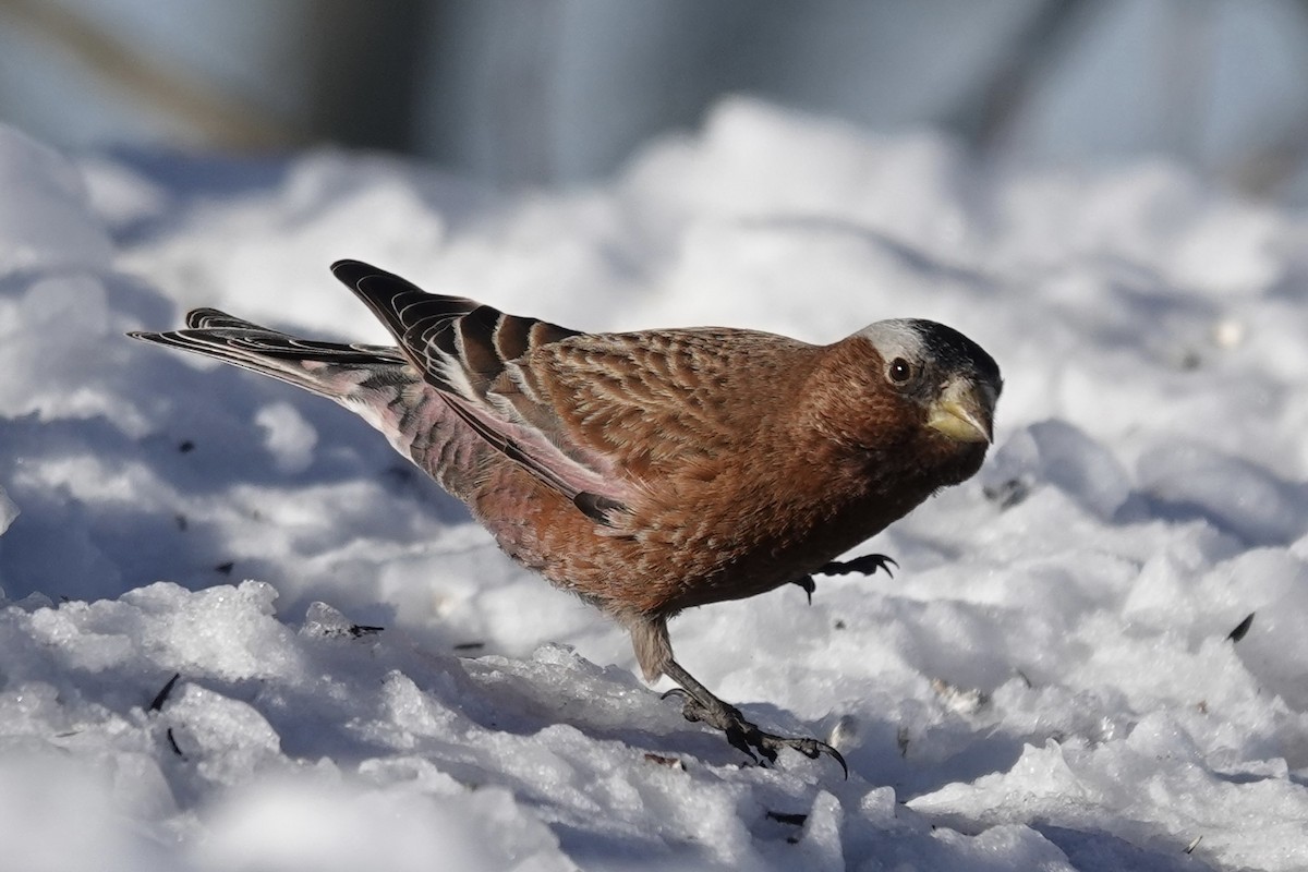 Американский вьюрок - ML652603855