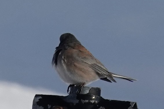 Серый юнко - ML652603867