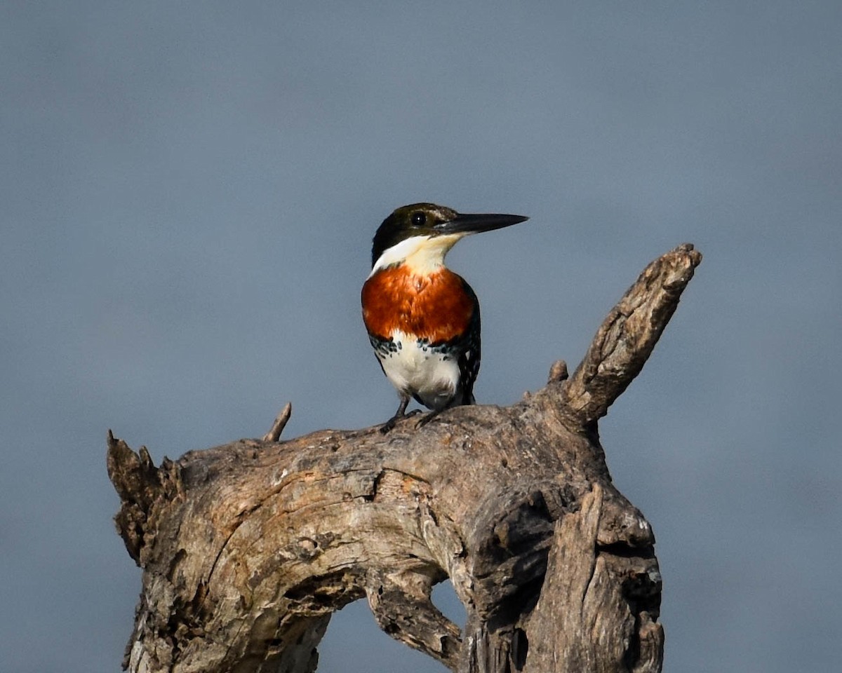 ミドリヤマセミ - ML652604014