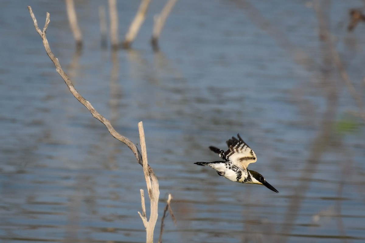 ミドリヤマセミ - ML652604023