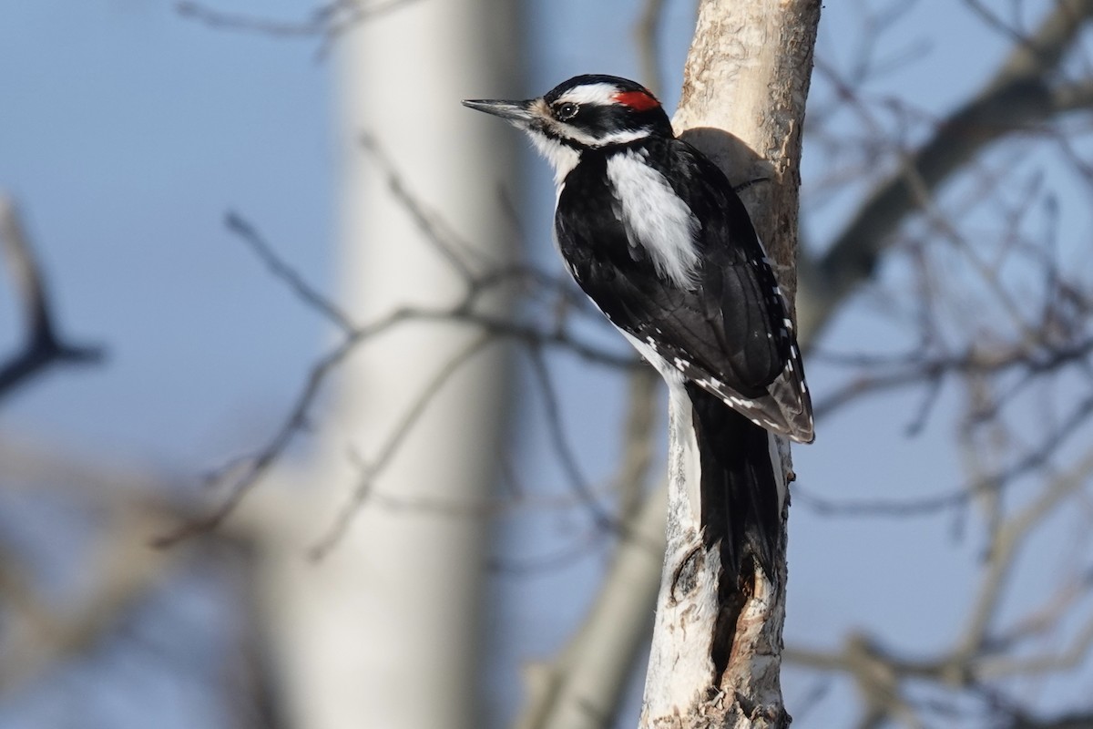 Волосатый дятел - ML652604036