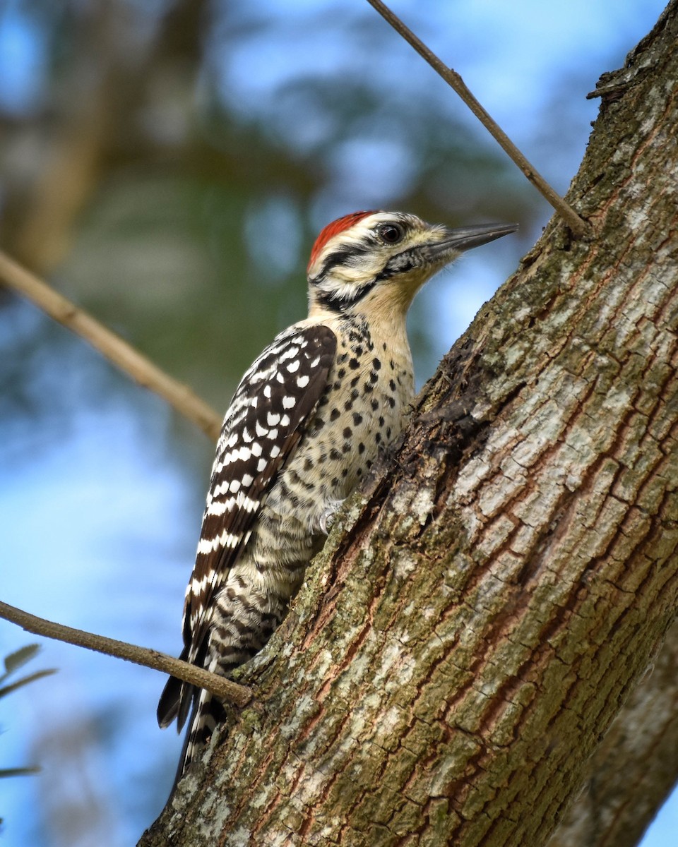 シマアカゲラ - ML652604053