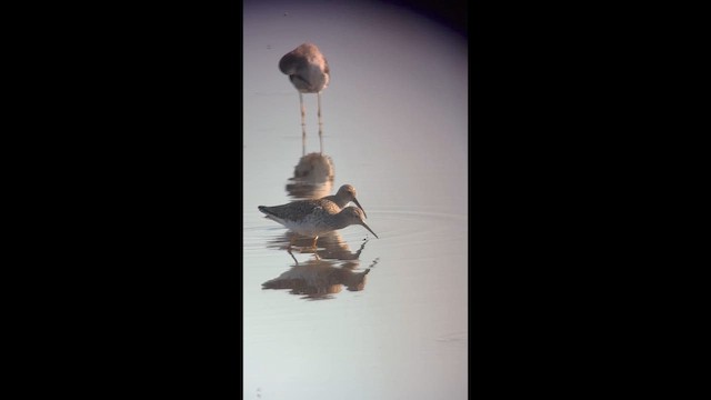 Stilt Sandpiper - ML652604300