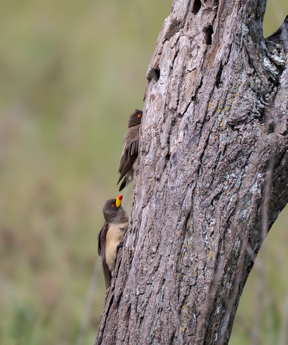 Yellow-billed Oxpecker - ML652604457