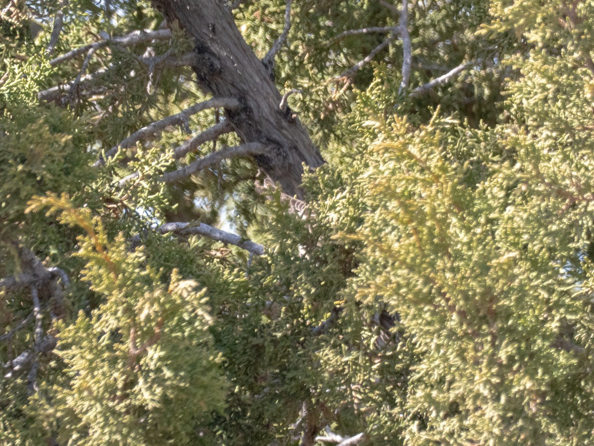 マツノキヒワ - ML652604603