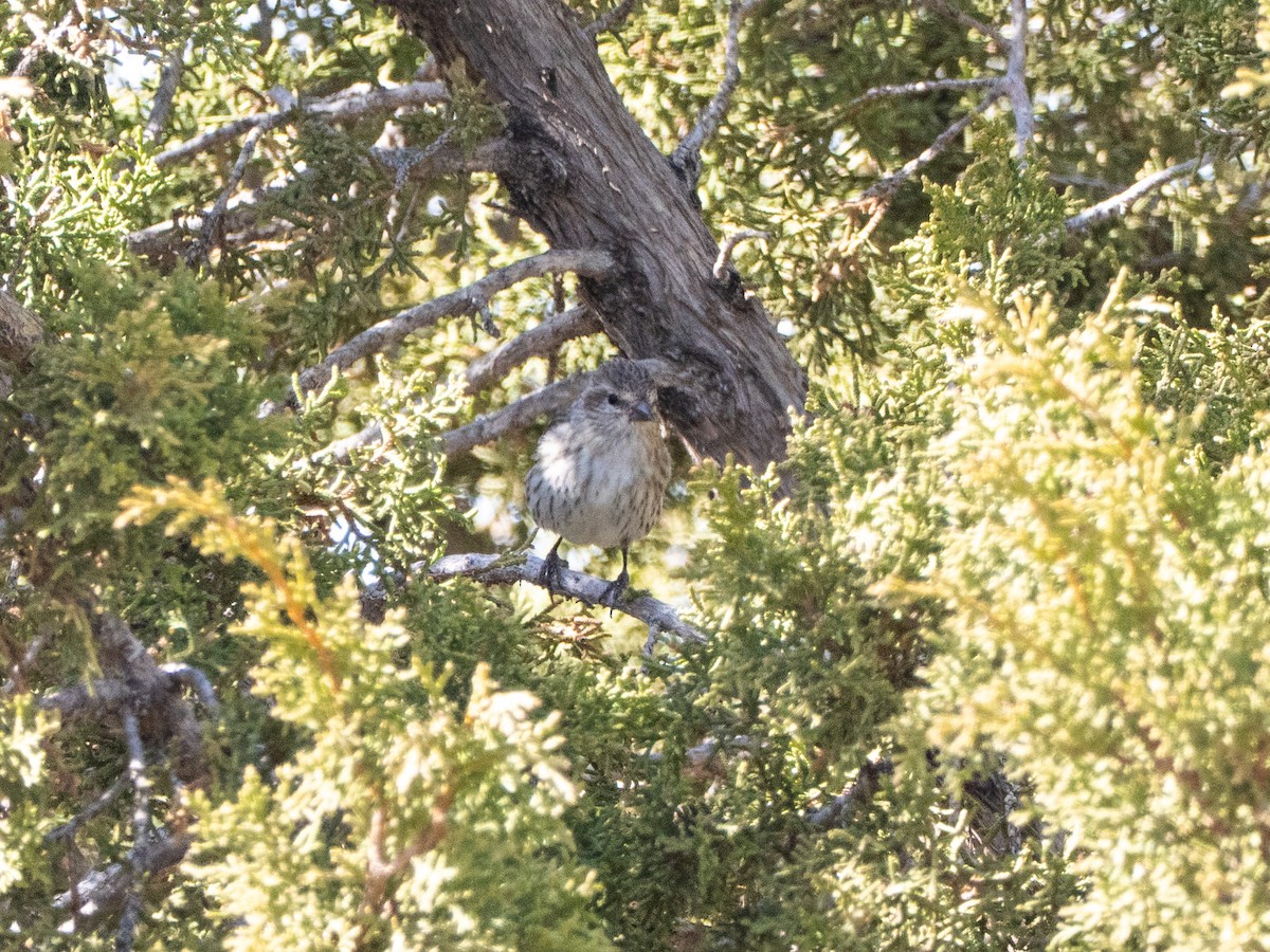 マツノキヒワ - ML652604604