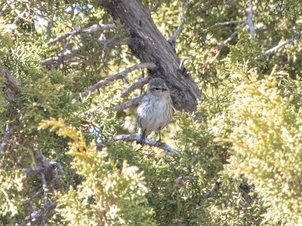 マツノキヒワ - ML652604605