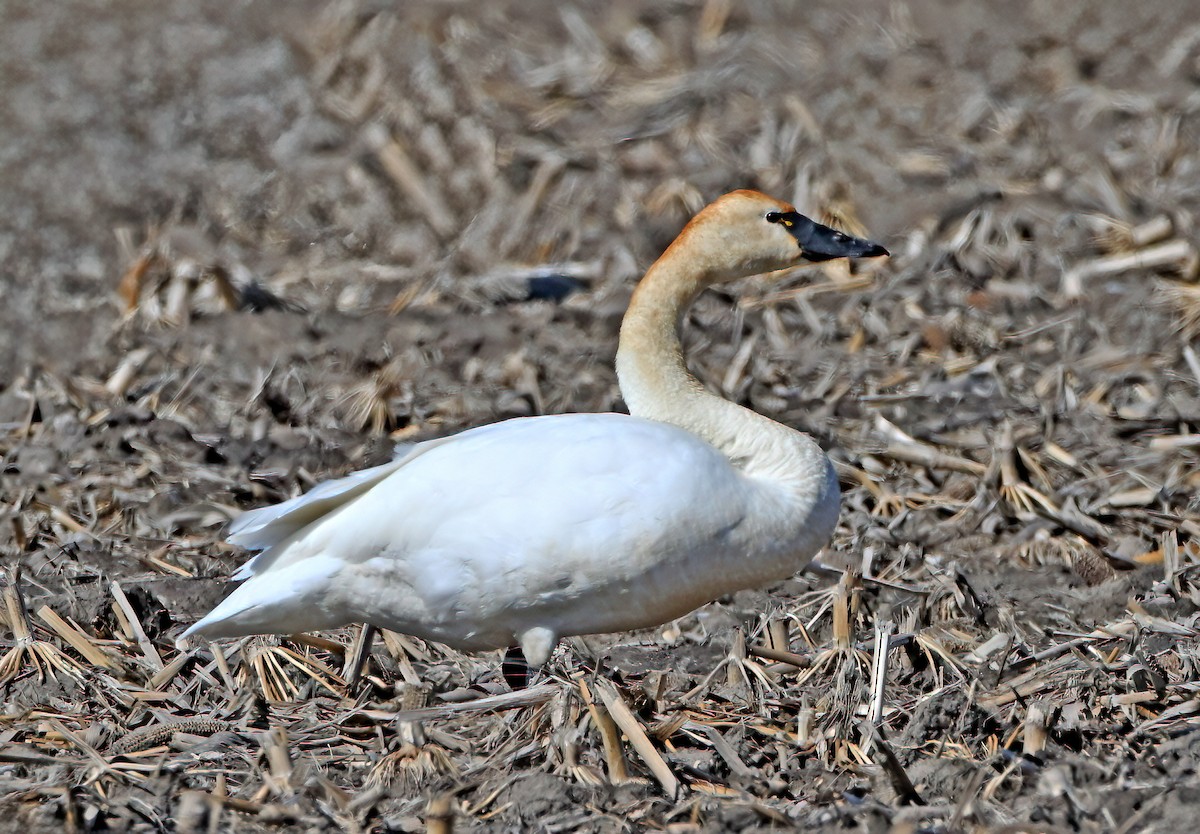 Cygne siffleur - ML652604846