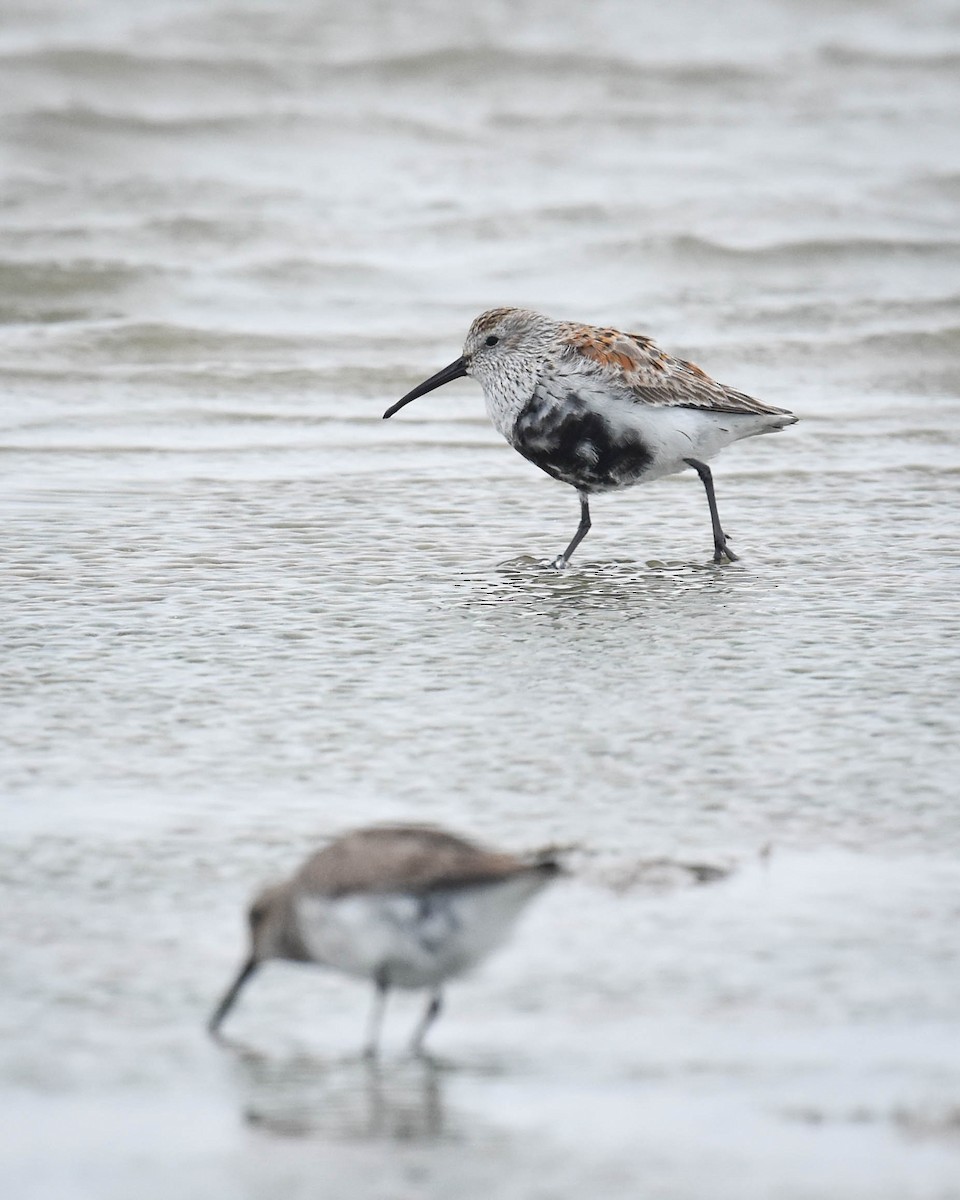 Kara Karınlı Kumkuşu - ML652604930