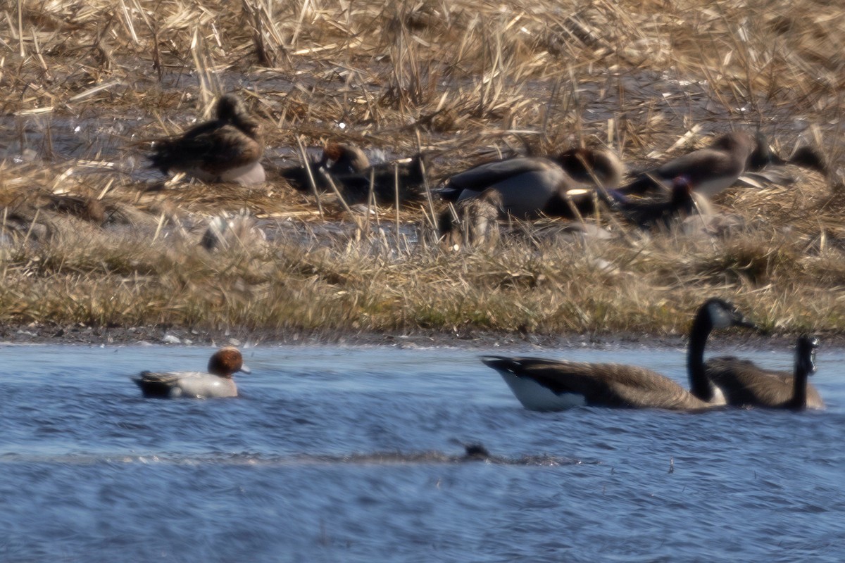 ヒドリガモ - ML652605092