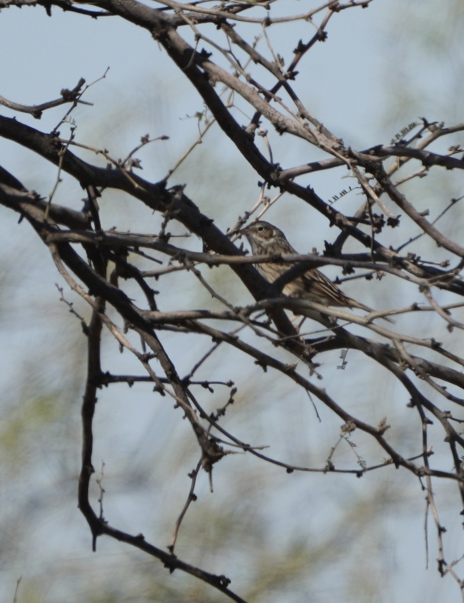Vesper Sparrow - ML652605106