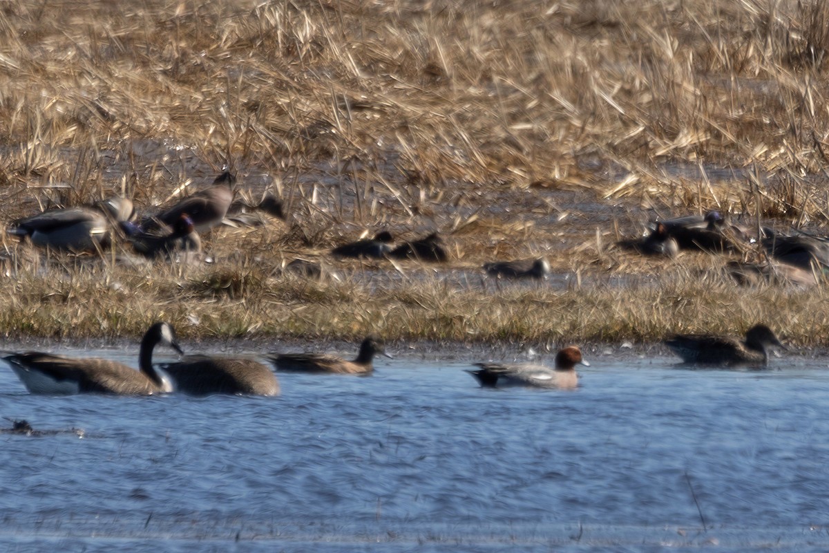 ヒドリガモ - ML652605114