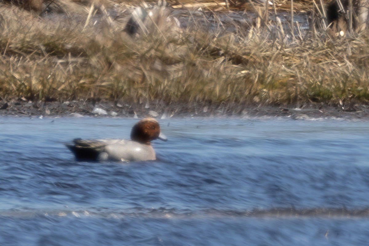 ヒドリガモ - ML652605135