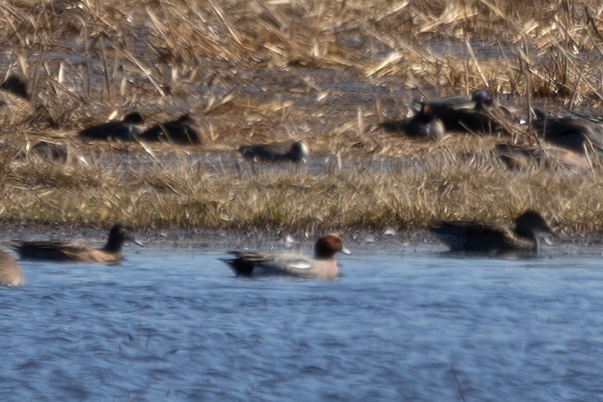 ヒドリガモ - ML652605153