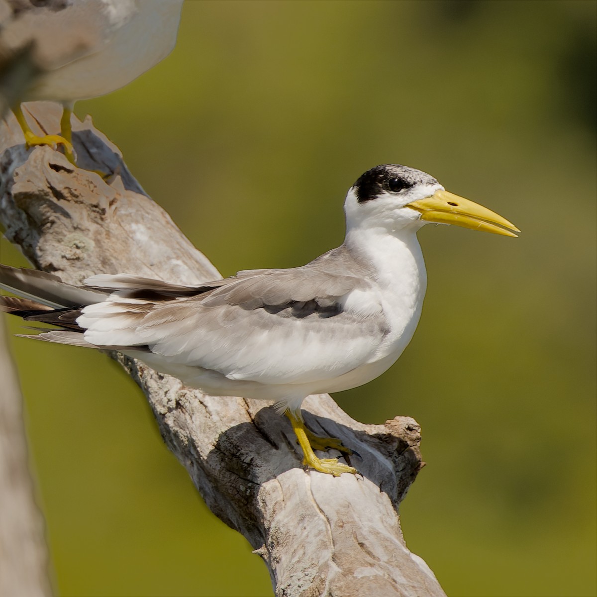 オオハシアジサシ - ML652605593