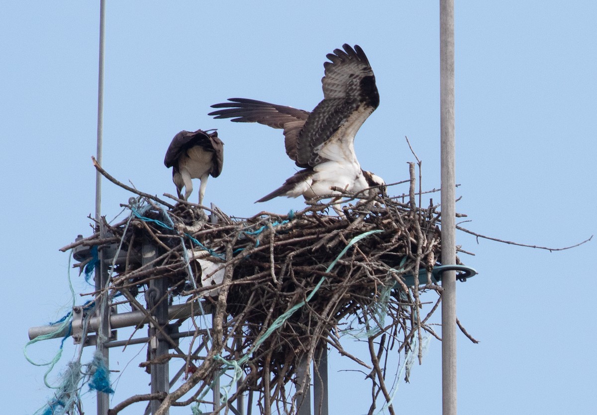 Загасч явлаг - ML652606242