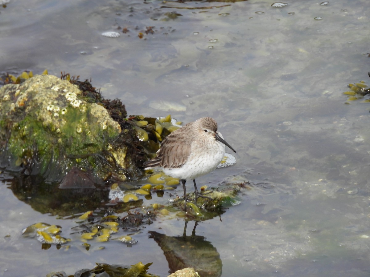 Kara Karınlı Kumkuşu - ML652606412