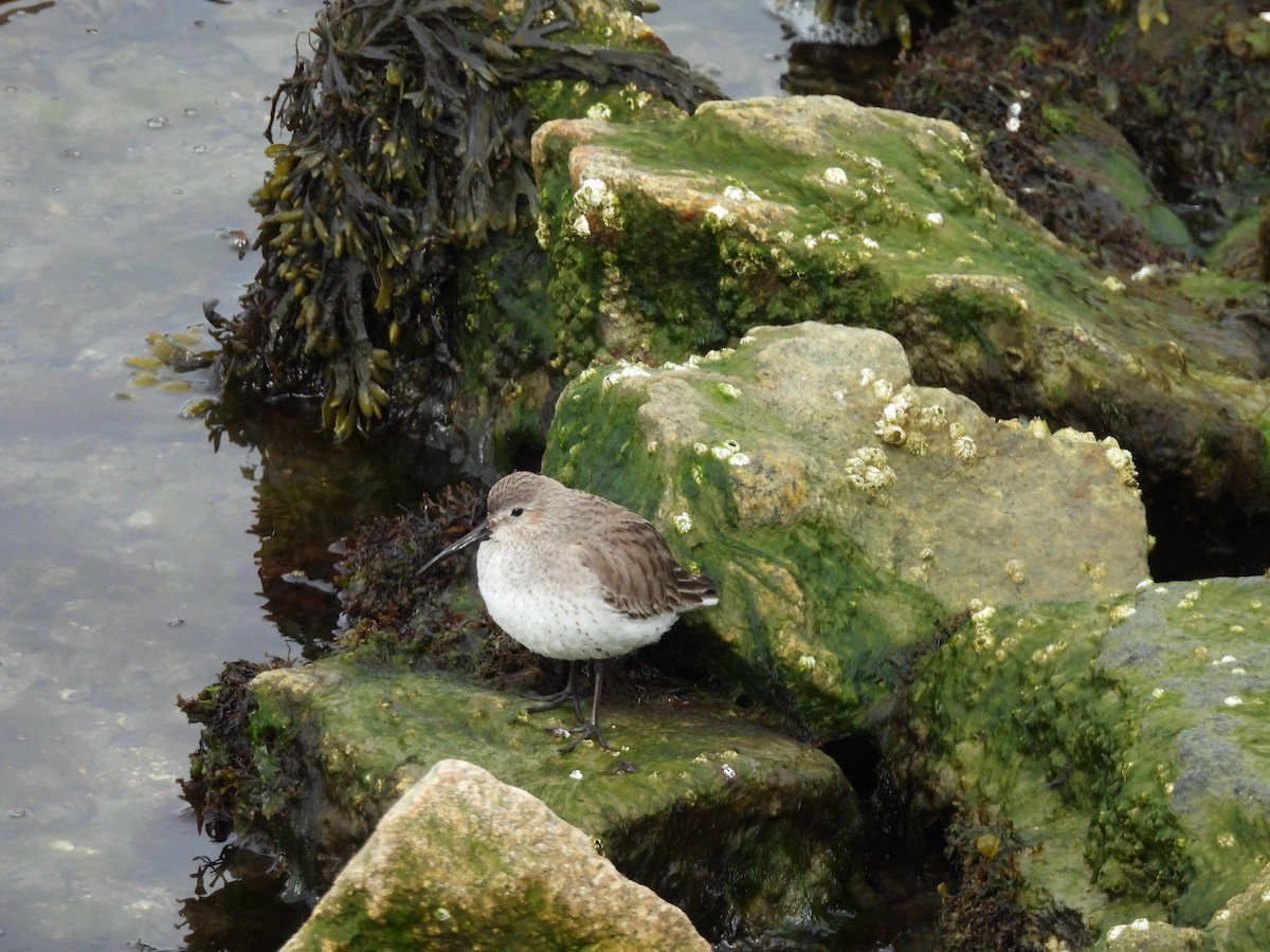 Kara Karınlı Kumkuşu - ML652606418