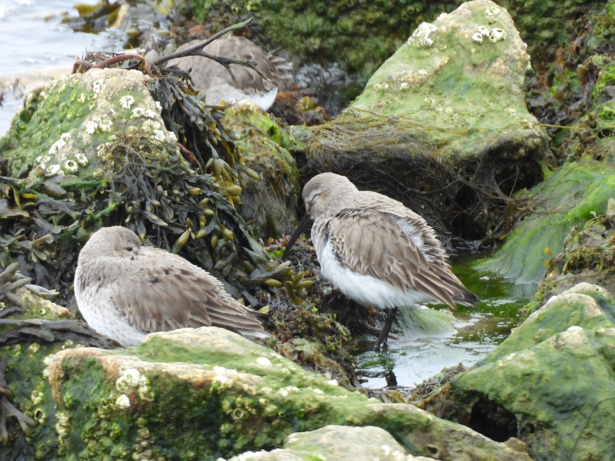 Kara Karınlı Kumkuşu - ML652606427