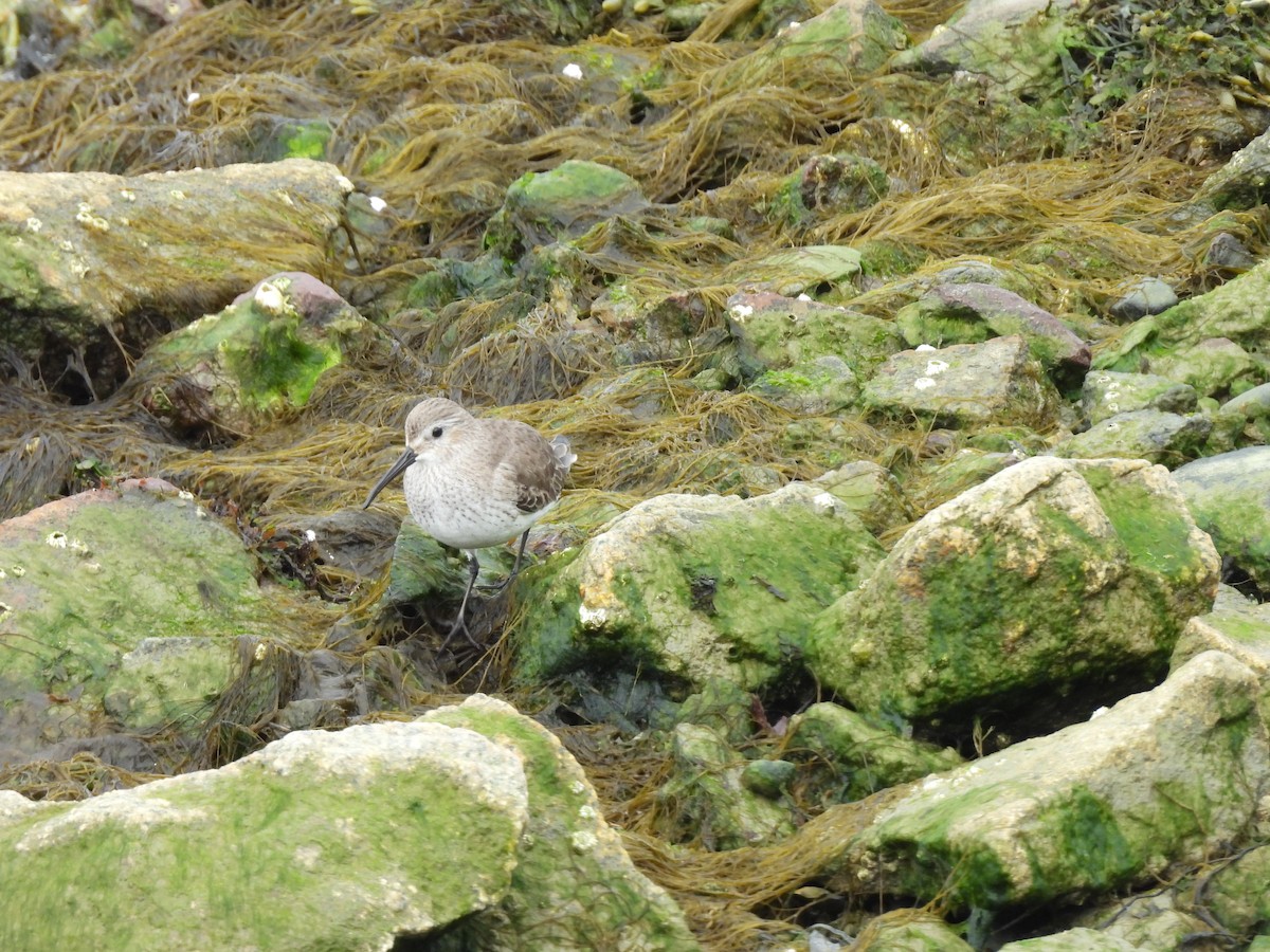 Kara Karınlı Kumkuşu - ML652606433