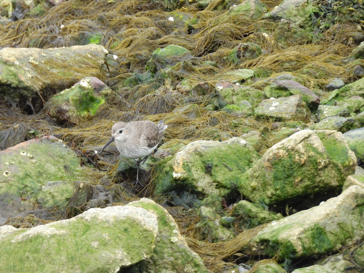 Kara Karınlı Kumkuşu - ML652606434