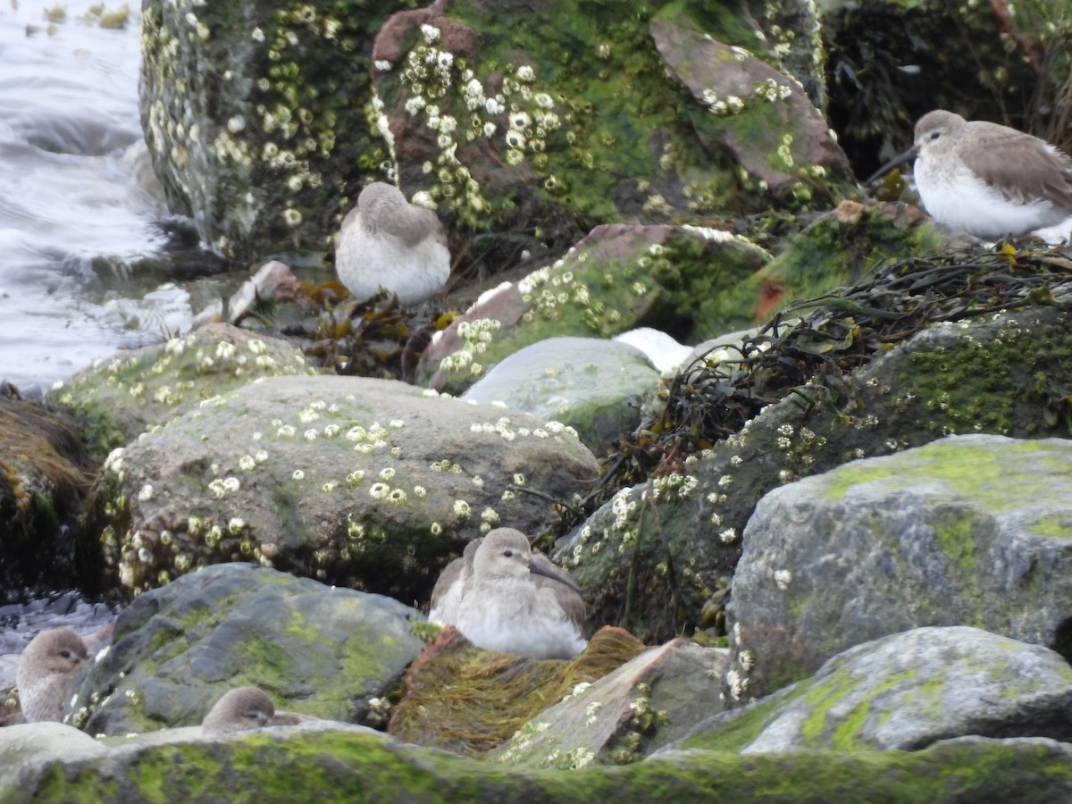 Kara Karınlı Kumkuşu - ML652606438