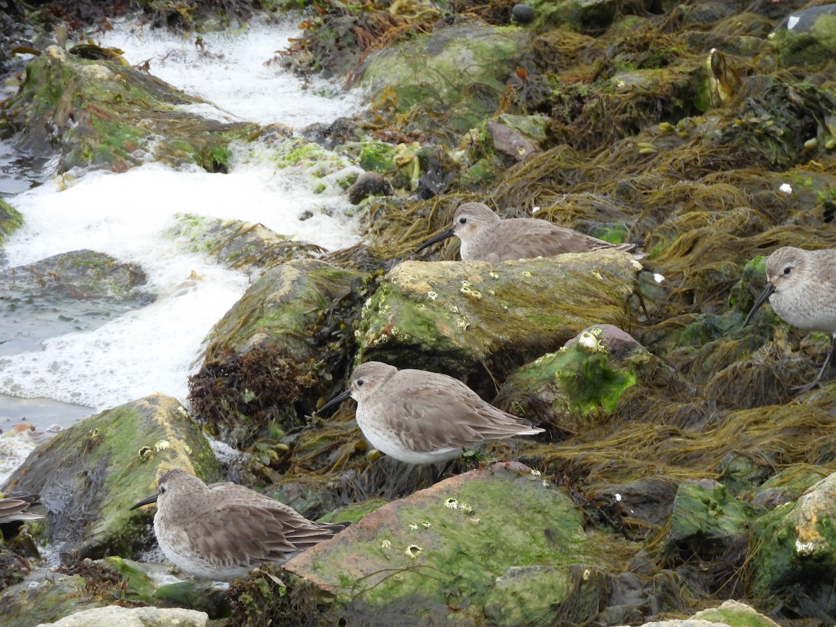 Kara Karınlı Kumkuşu - ML652606454
