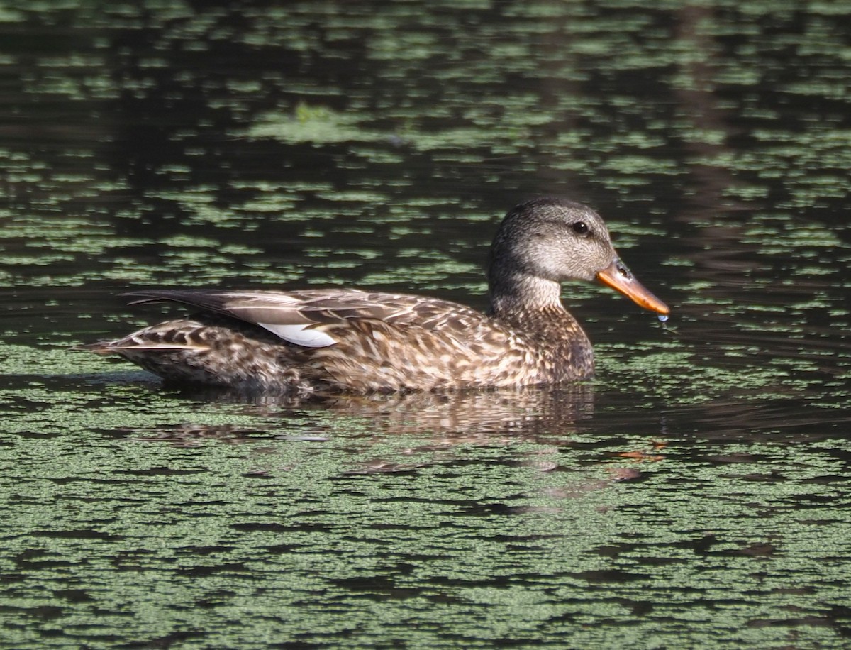 Gadwall - ML652606512