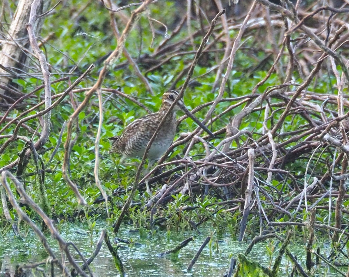 Wilson's Snipe - ML652606526