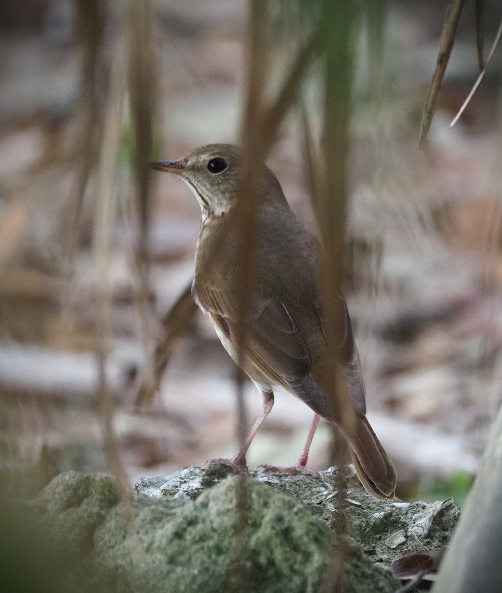 Hermit Thrush - ML652606549