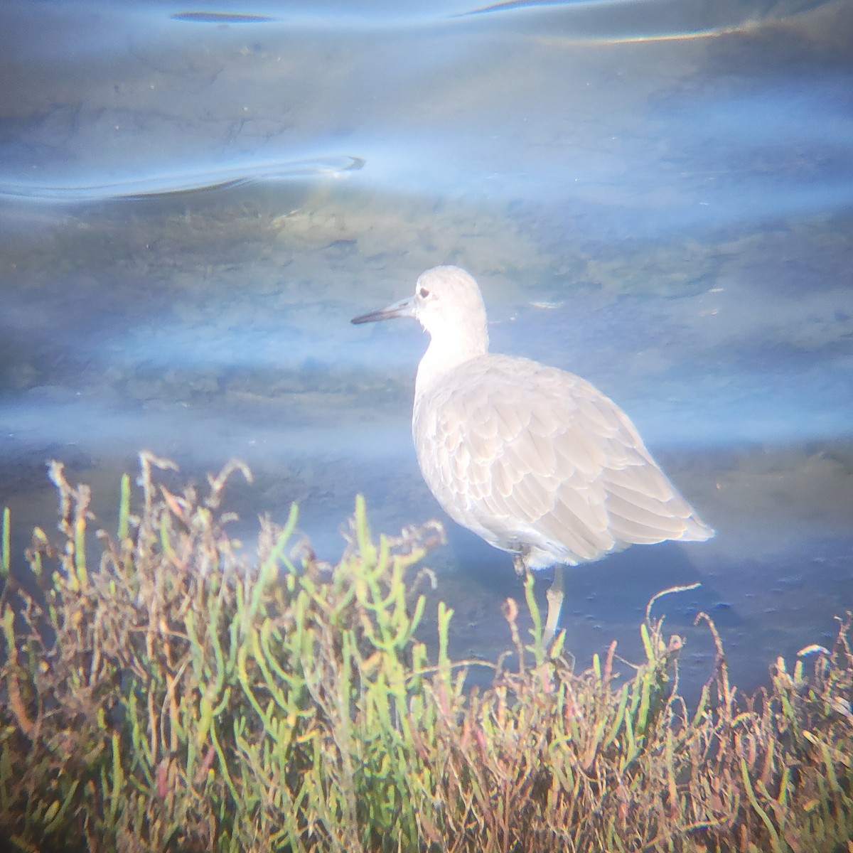 willetsnipe - ML652606675