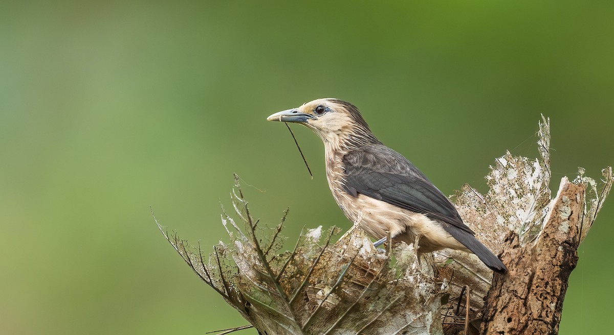 Ланкийский скворец - ML652606856