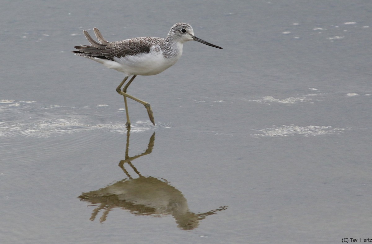 Grünschenkel - ML652606982