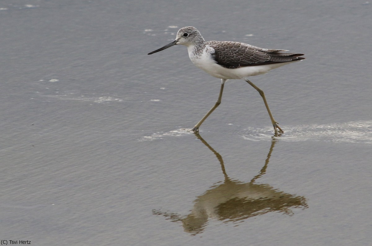 Grünschenkel - ML652606983