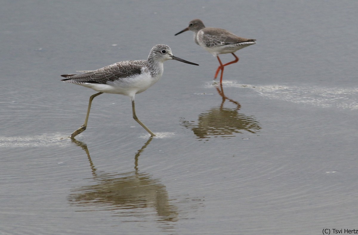 Grünschenkel - ML652606984