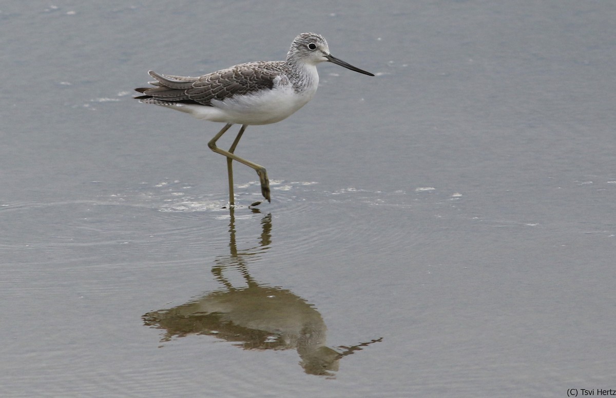 Grünschenkel - ML652606985