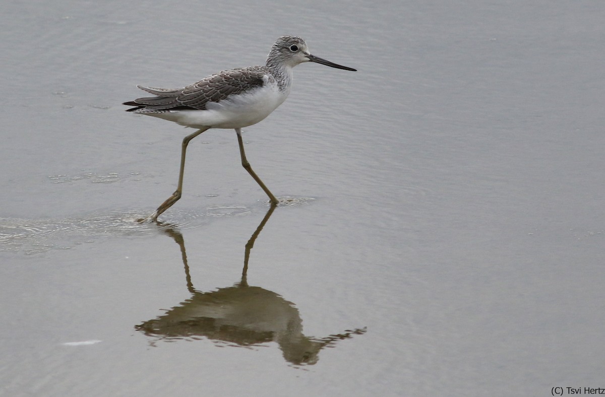 Grünschenkel - ML652606986