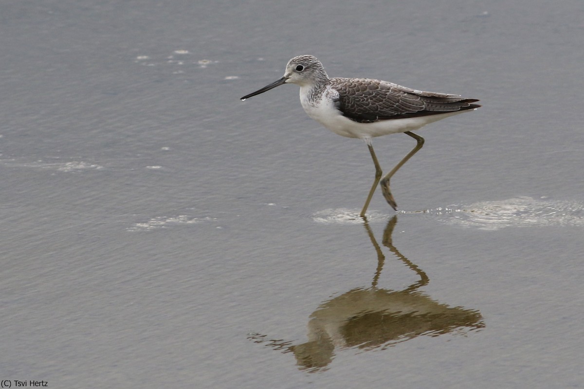 Grünschenkel - ML652606987