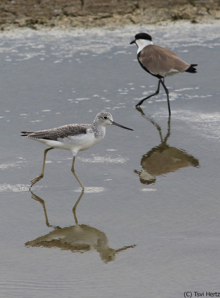 Grünschenkel - ML652606988