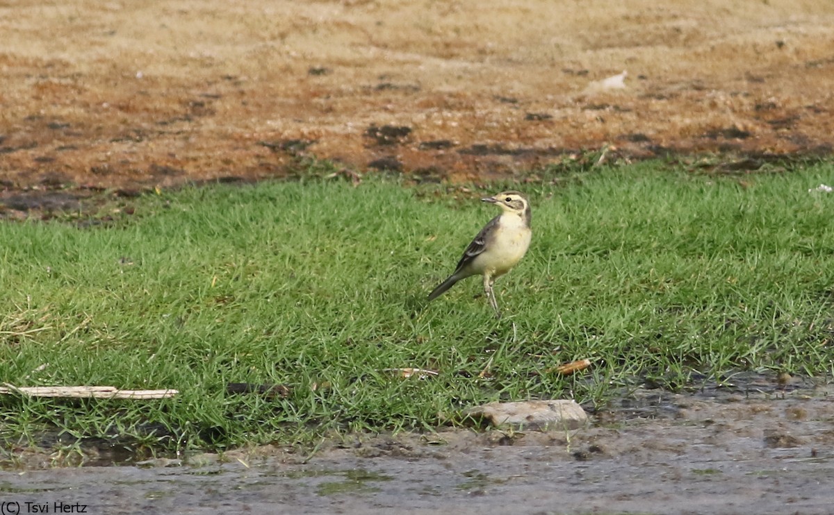 Zitronenstelze - ML652607004