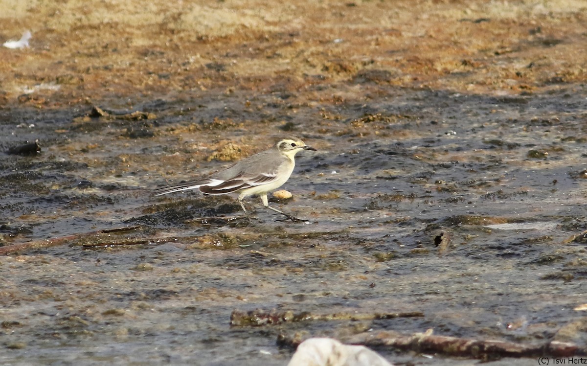 Zitronenstelze - ML652607005